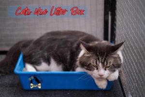 Cats Use Litter Box