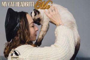 My Cat Headbutt Me