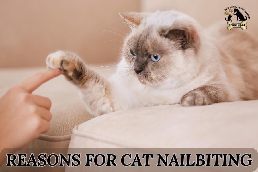Is it Normal for Cats to Bite their Nails? Reasons For Cat Nailbiting