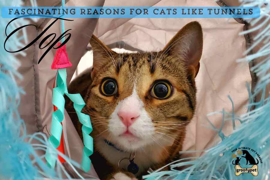 Top Fascinating Reasons for Cats like Tunnels