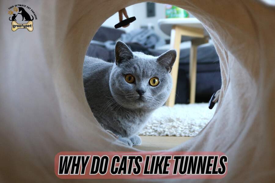 Why do cats like Tunnels?