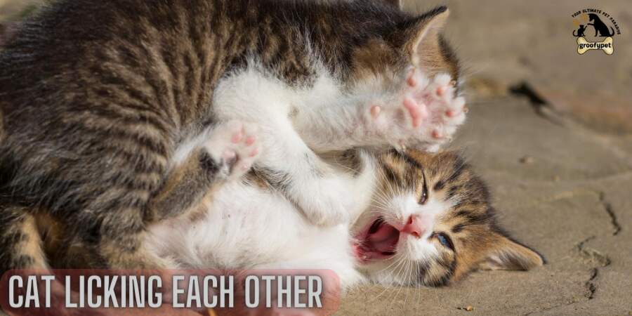 Cats Licking Each other