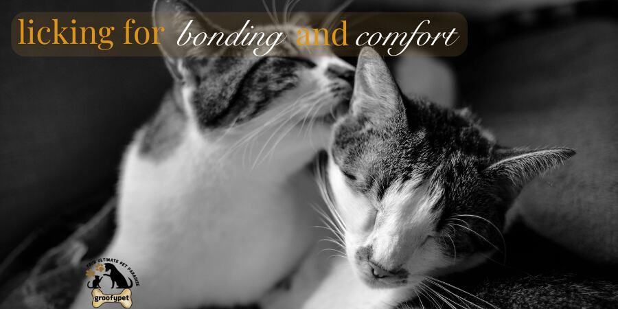 Why Do Cats Lick Each Other And Themselves? Licking for Bonding and Comfort