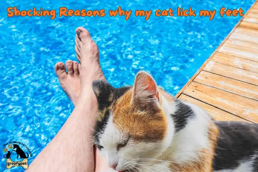 Reasons Why  does my cat lick my feet?