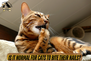 is it normal for cats to bite their nails