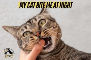 my cat bite me at night