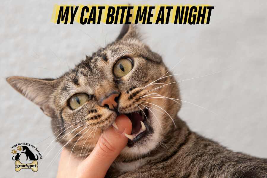 my cat bite me at night
