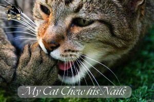 my cat chew his nails