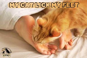 my cat lick my feet