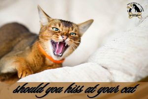 should you hiss at your cat