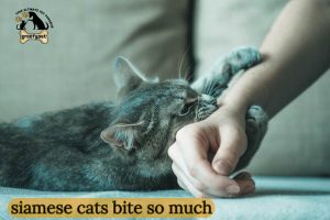 siamese cats bite so much