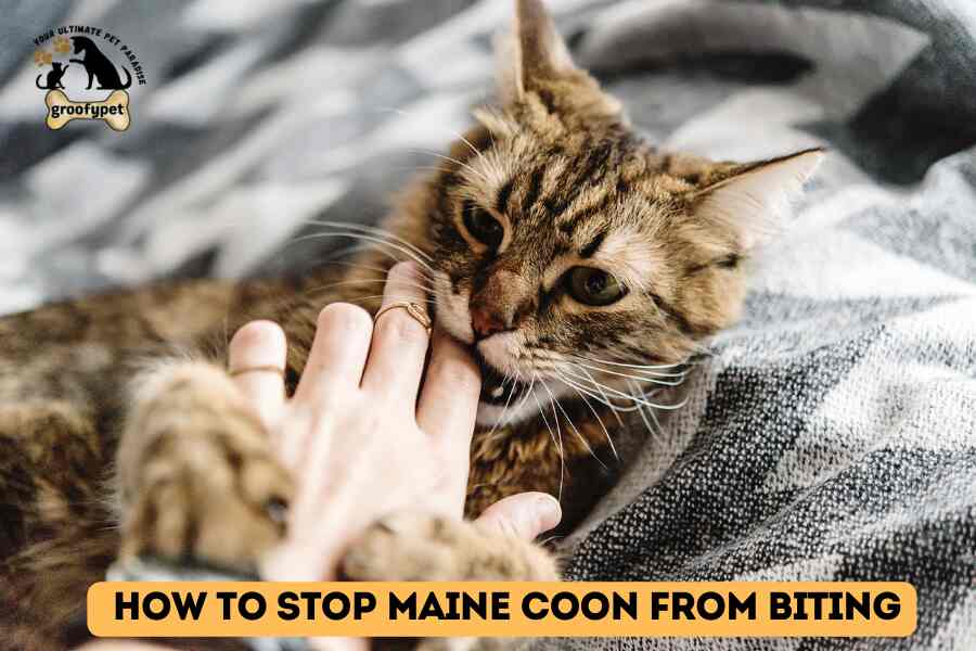 Why Does My Maine Coon Bite Me?How to stop Maine Coon from Biting