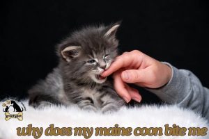 why does my maine coon bites me