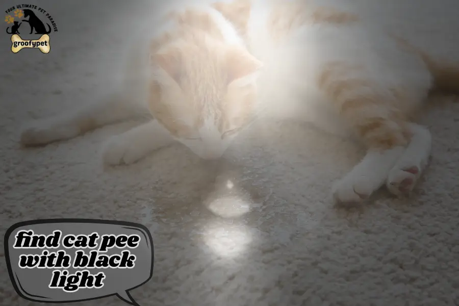 find cat pee with black light