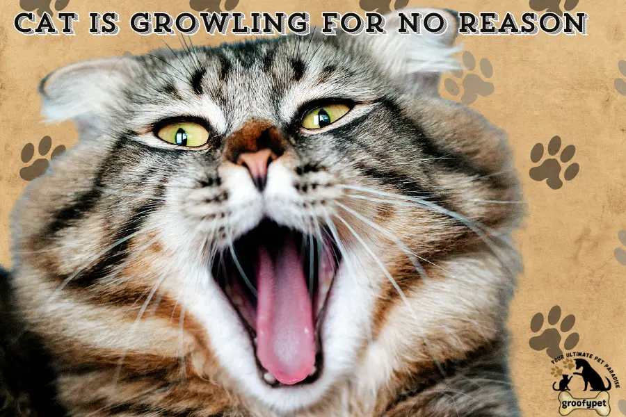 Cat is Growling for No Reason