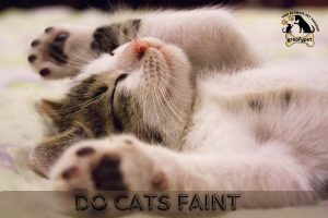 Do cats faint