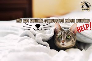 my cat sounds congested when purring