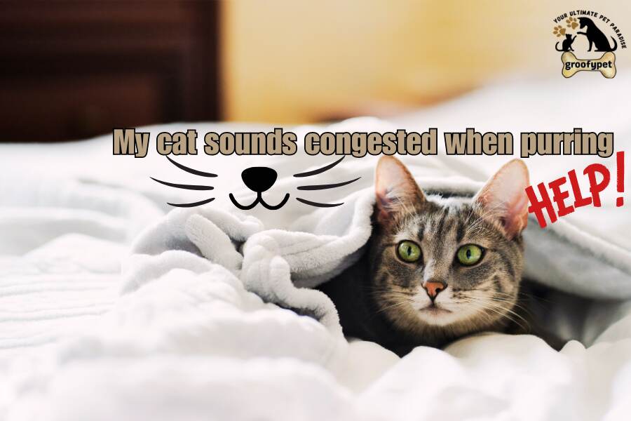 my cat sounds congested when purring