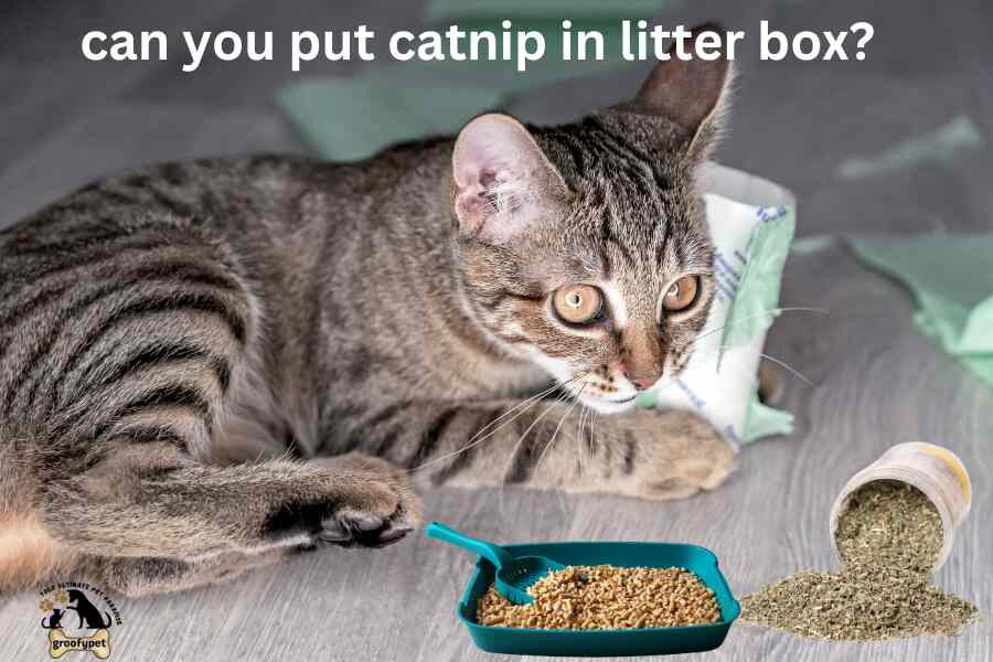 can you put catnip in litter box