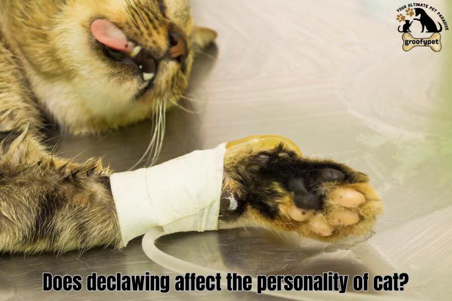 Where to Declaw My Cat? does declawing affect the personality of cat?