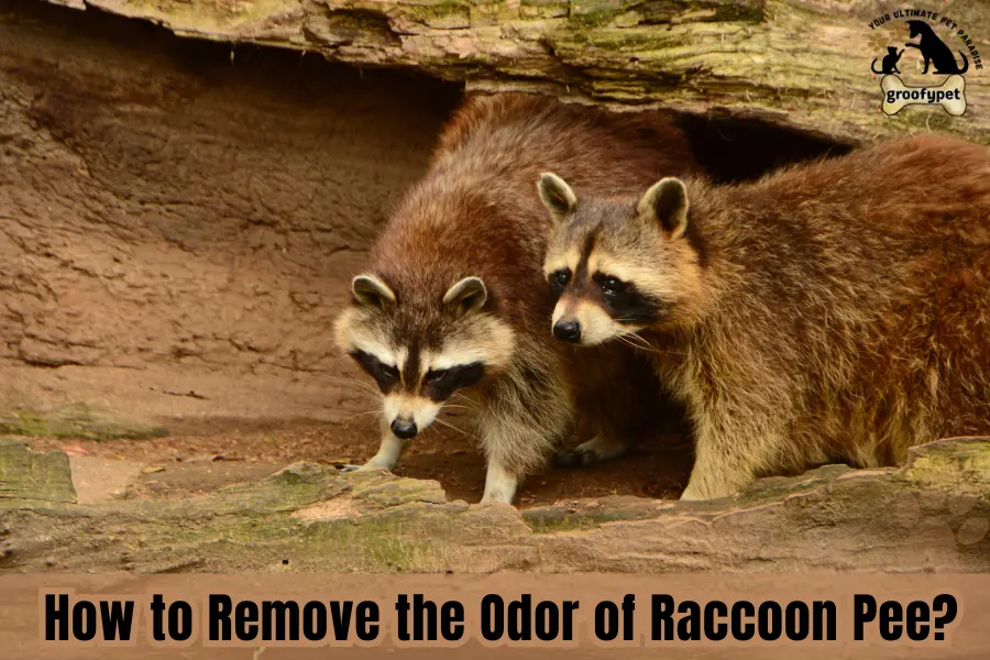 Does Raccoon Pee Smell Like Cat Pee