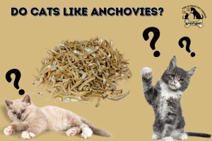 Do Cats Like Anchovies?