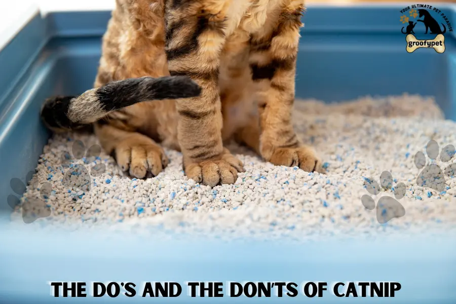 can you put catnip in litter box