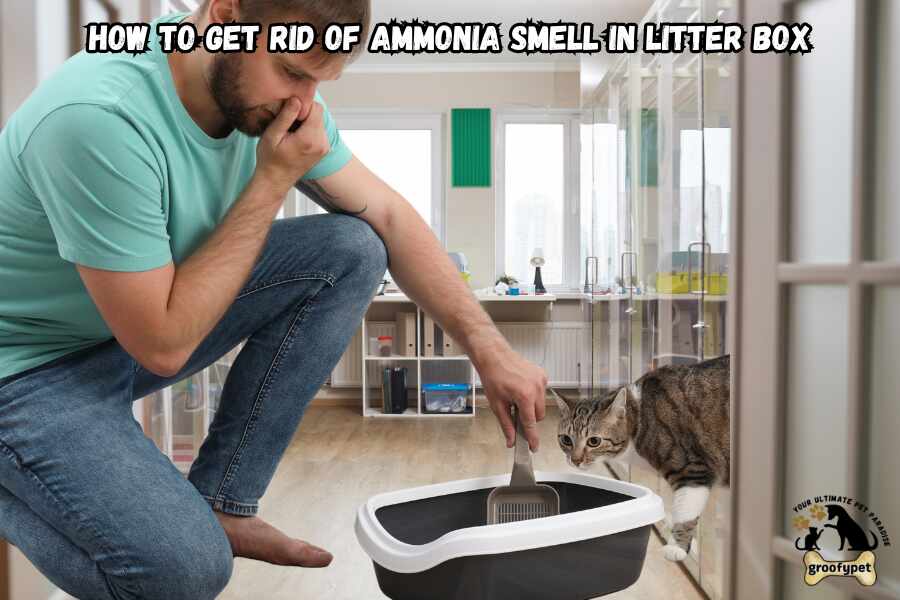 how to get rid of ammonia smell in litter box