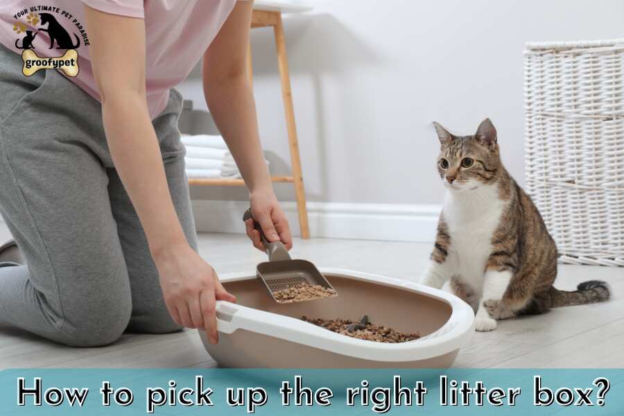 How to pick up the right litter box
