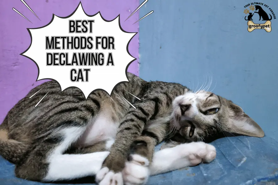 Where to Declaw My Cat