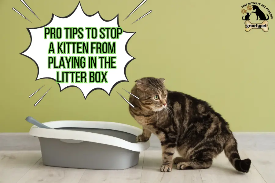 How to Stop a Kitten from Playing in Litter Box