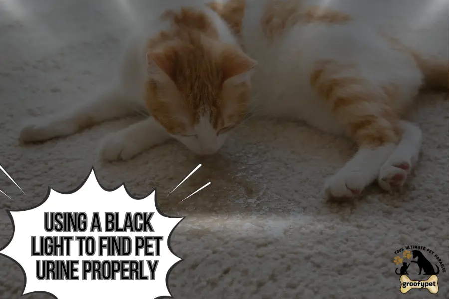 using a black light to find pet urine