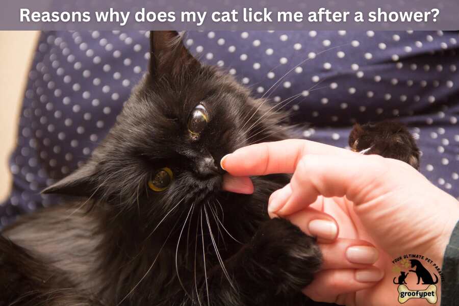 Reasons why does my cat lick me after a shower?