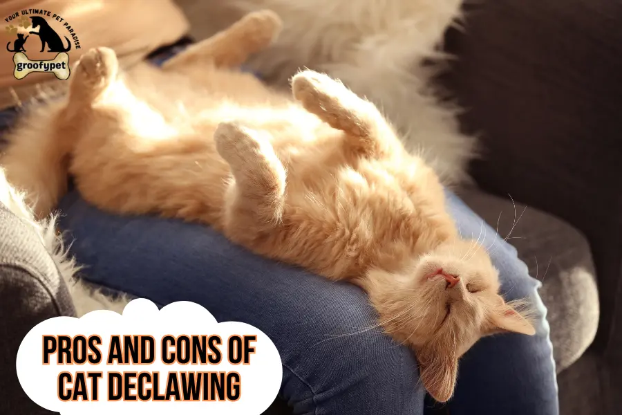 how old do cats have to be to get declawed