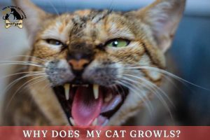 why does my cat growls?