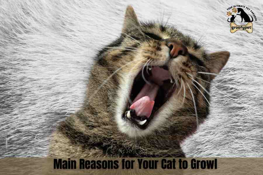 main reasons for your cat to growl