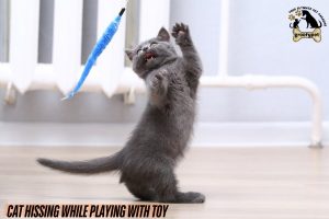 cat hissing while playing with toy