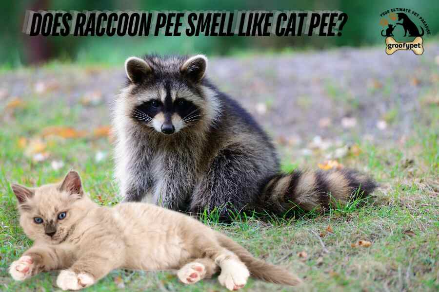 does raccoon pee smell like cat pee