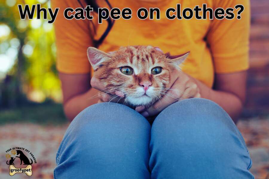 Why cat pee on clothes