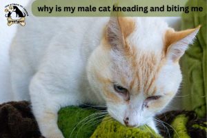 Why is my male cat kneading and biting me