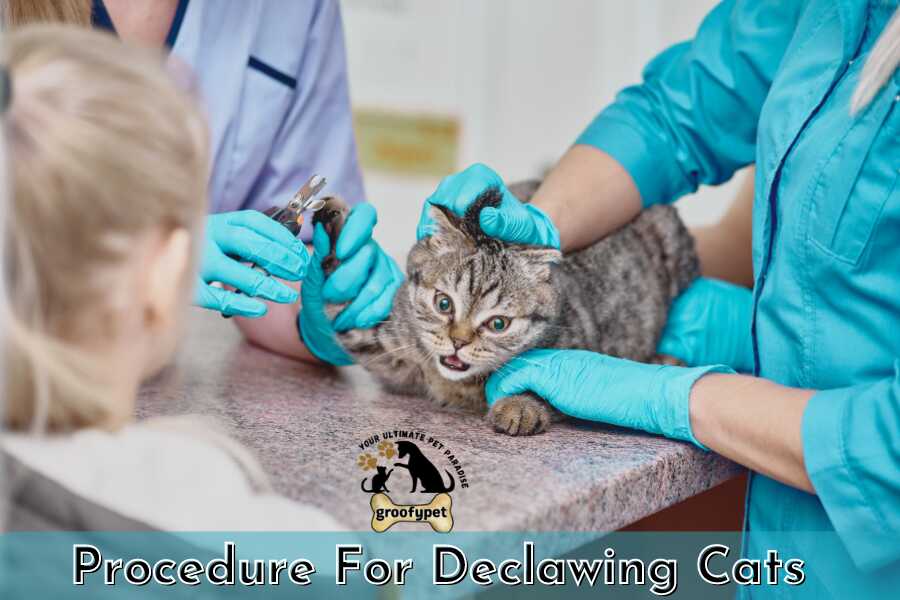 How Old Do Cats Have to Be to Get Declawed? procedure for declawing cats