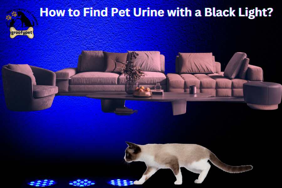 how to find pet urine with a black light?