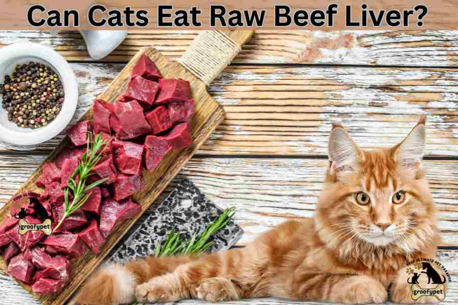 can cats eat raw beef liver