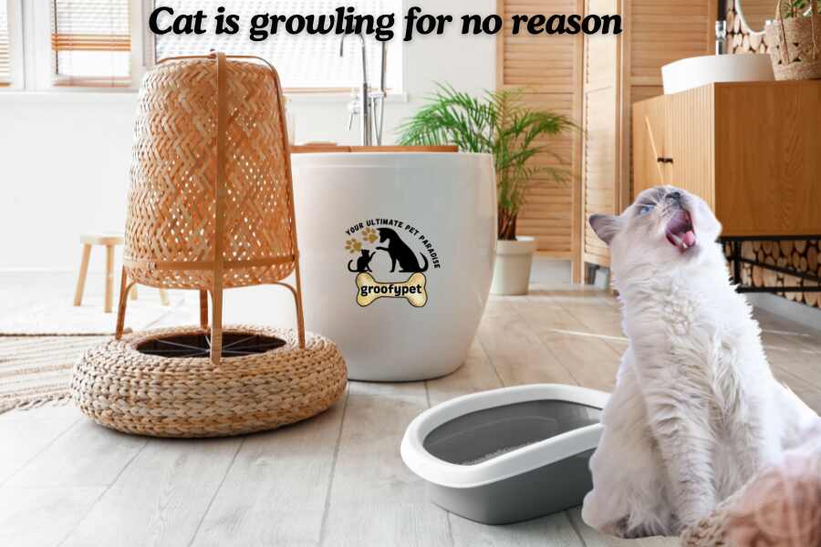 cat is growling for no reason