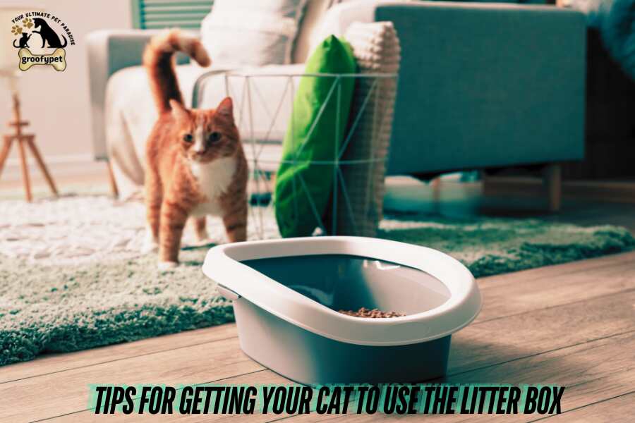 Why cat pee on clothes?