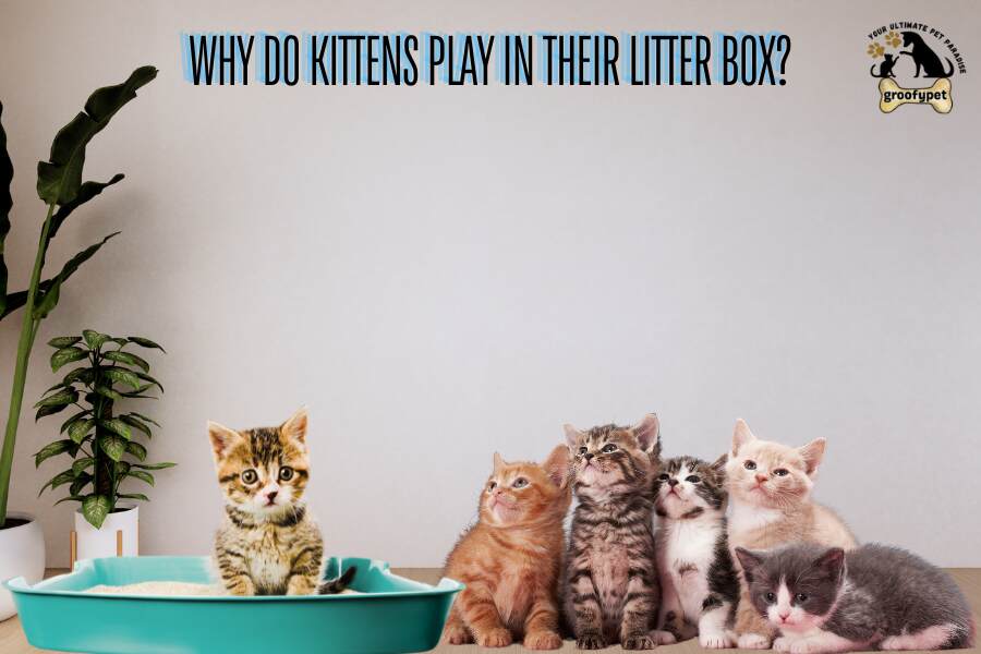 why do kitten play in the litter box?