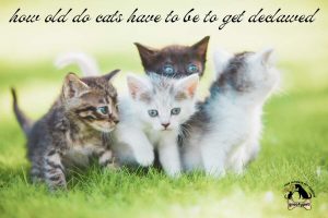 how old do cats have to be to get declawed