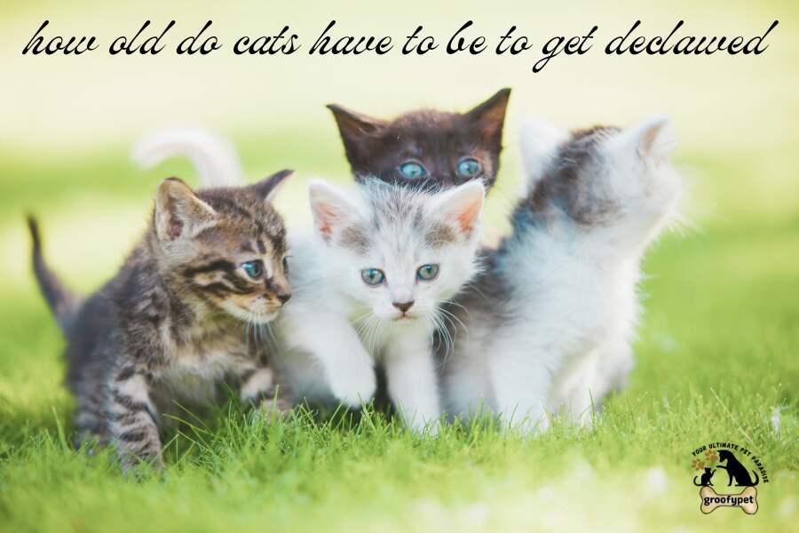 how old do cats have to be to get declawed