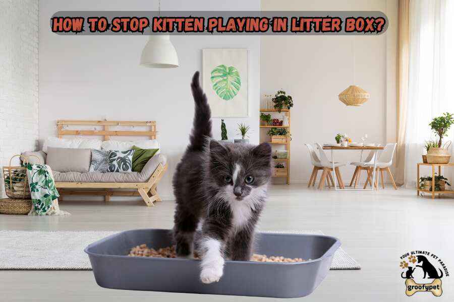 how to stop kitten playing in litter box?