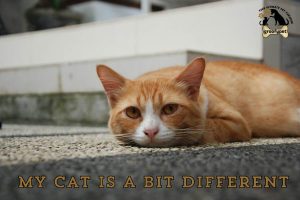 my cat is a bit different